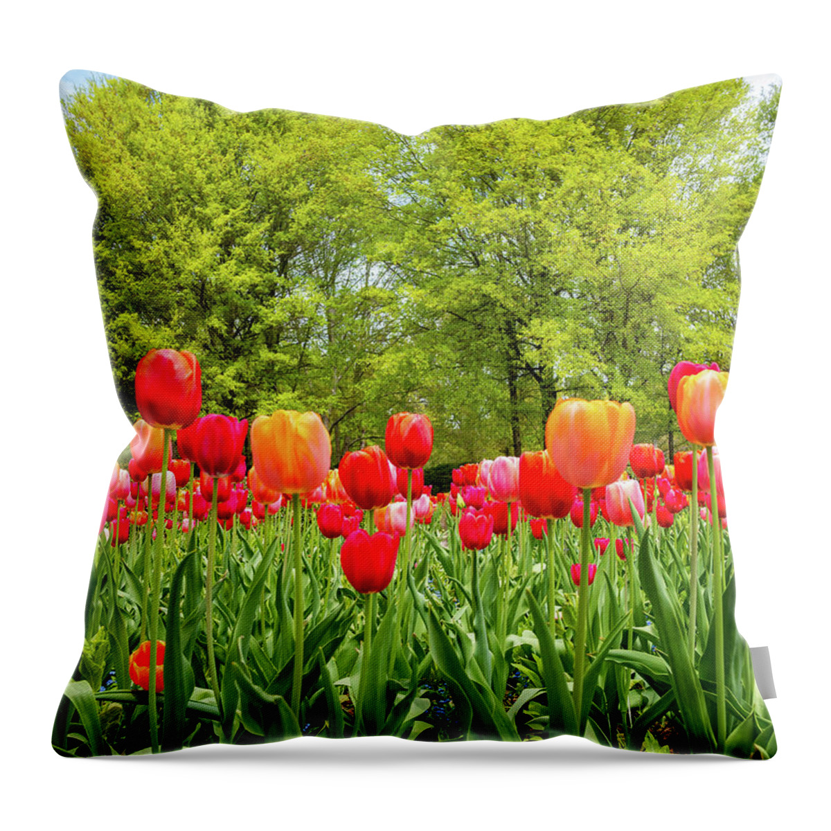 Colonial Williamsburg Throw Pillow featuring the photograph Tulips in a Colonial Garden by Rachel Morrison