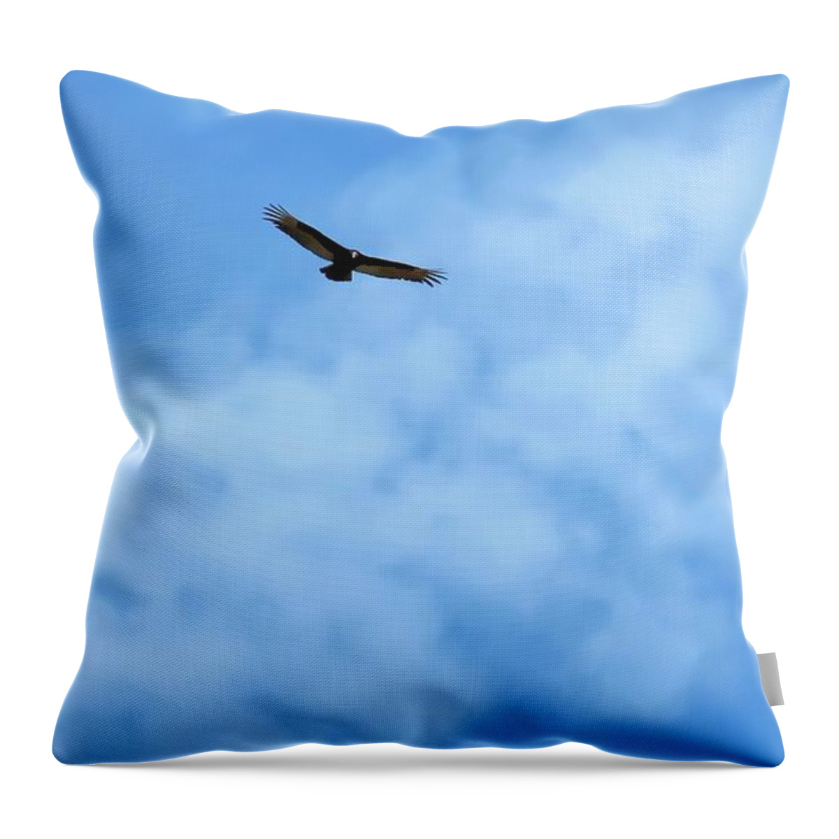 Arizona Throw Pillow featuring the photograph Turkey Vulture in Flight by Judy Kennedy