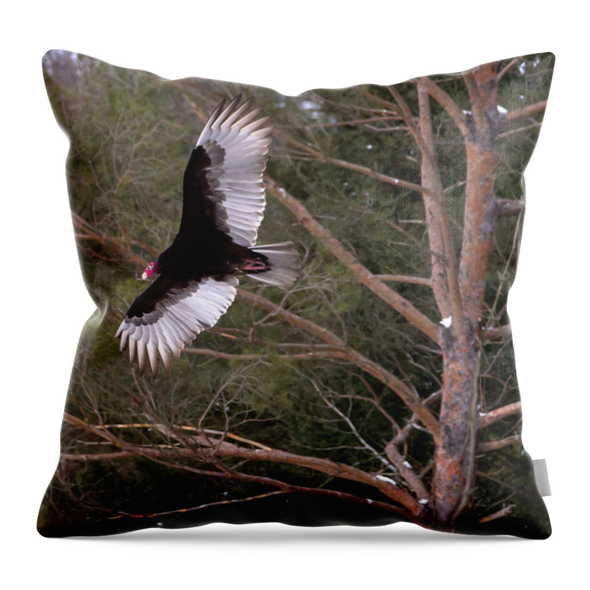 Turkey Throw Pillow featuring the photograph Turkey Vulture Soaring by Flinn Hackett