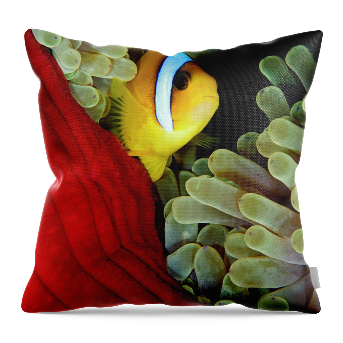 70027140 Throw Pillow featuring the photograph Two-banded Anemonefish by Dray van Beeck