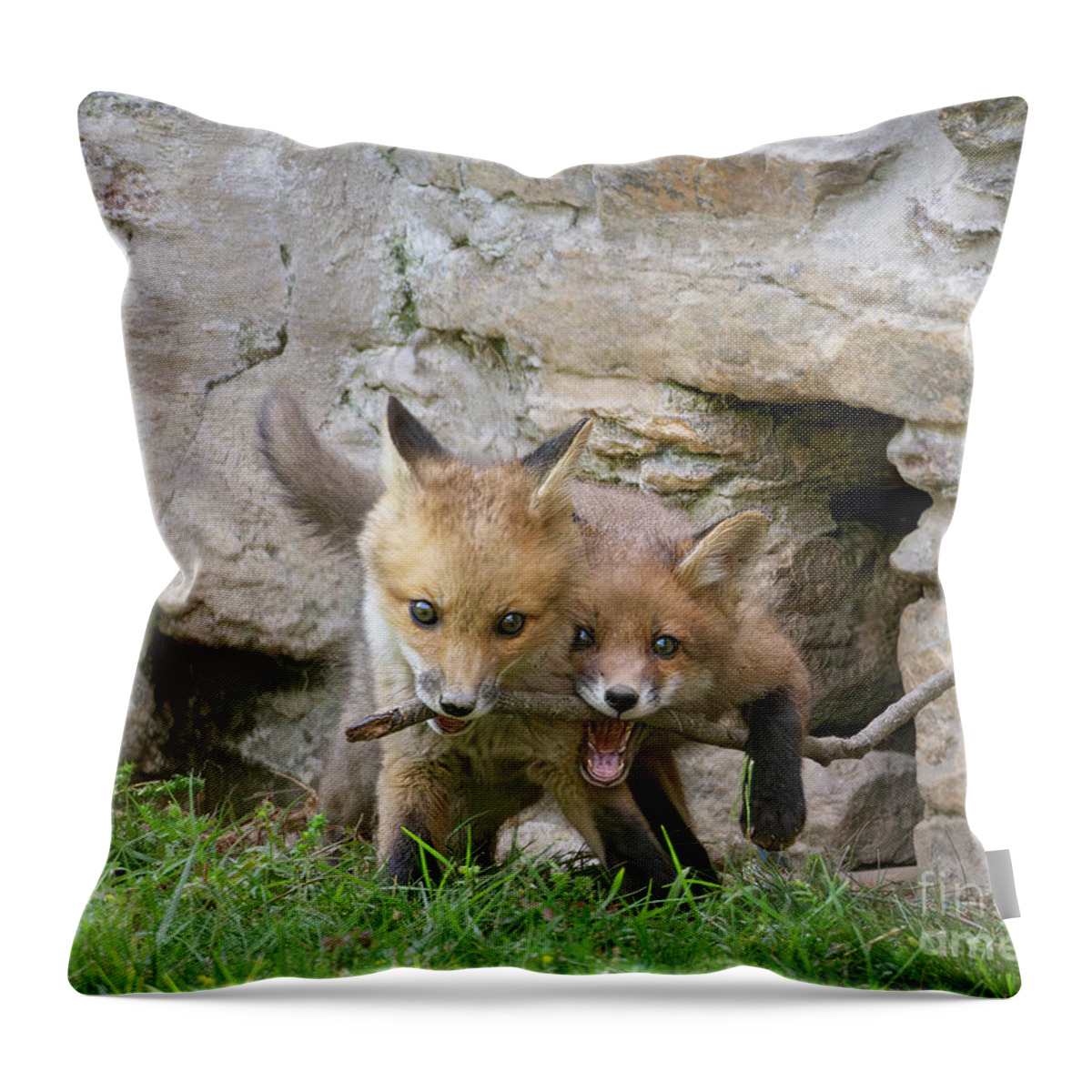 Fox Throw Pillow featuring the photograph Two Fox and a Stick by Chris Scroggins