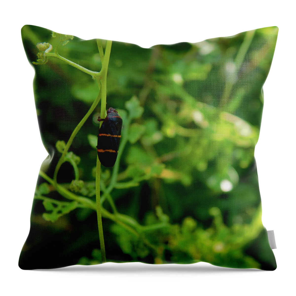 Spittle Throw Pillow featuring the photograph Two lined spittlebug by Carl Moore