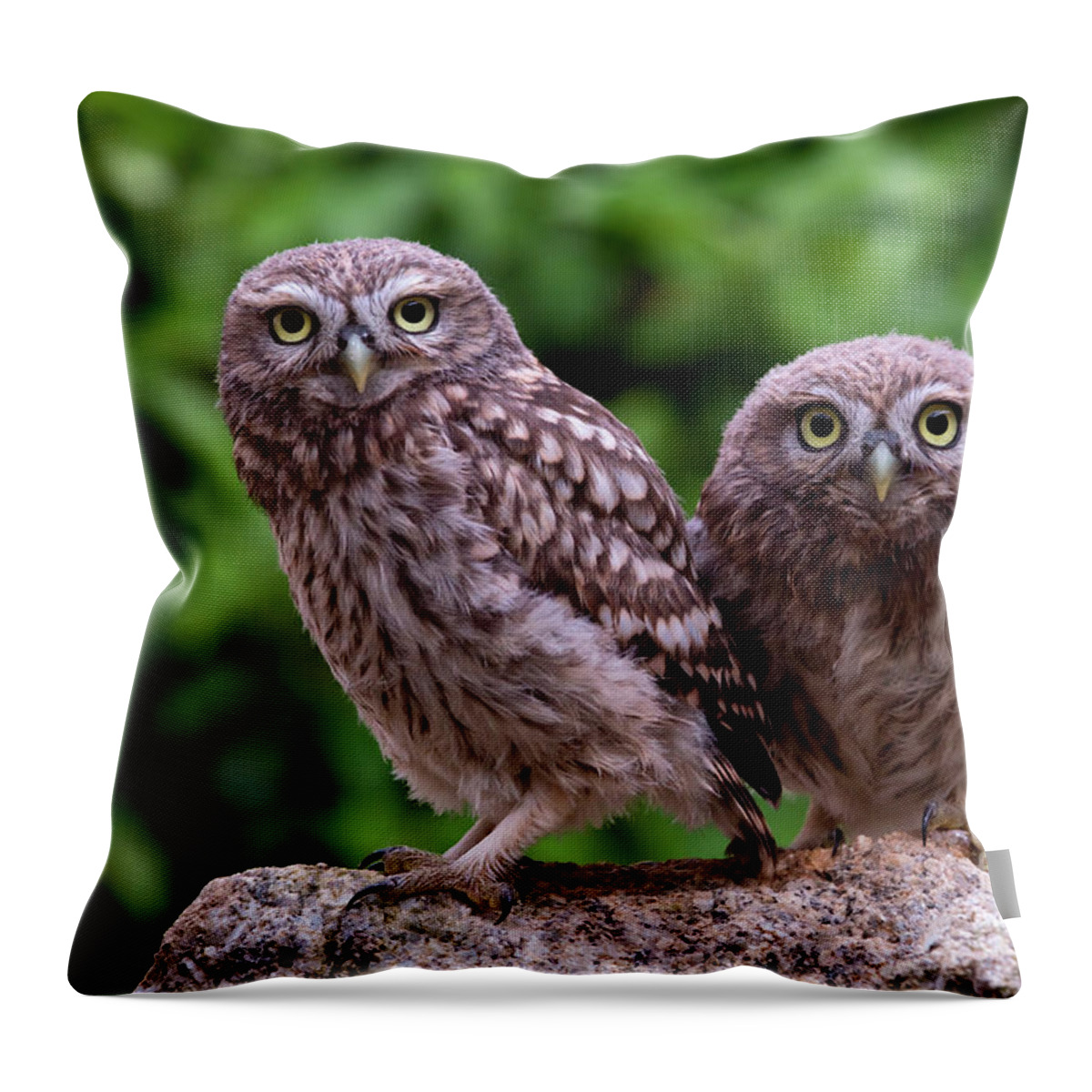 00527885 Throw Pillow featuring the photograph Two Little Owls by Marion Vollborn