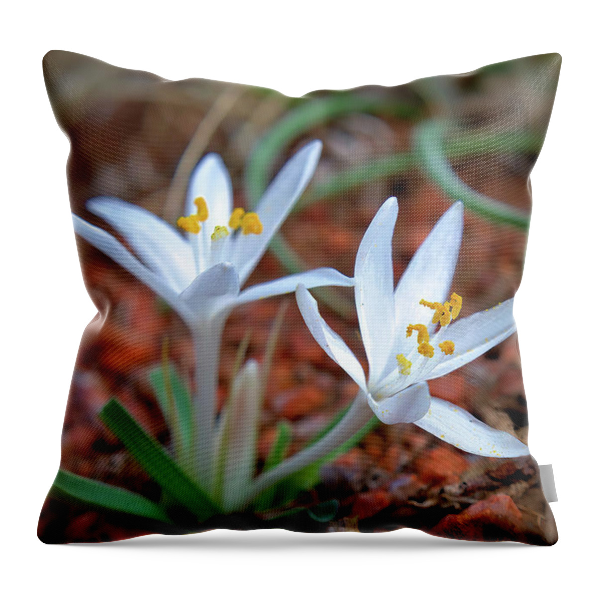 Wildflowers Throw Pillow featuring the photograph Two Sand Lilies by Bob Falcone