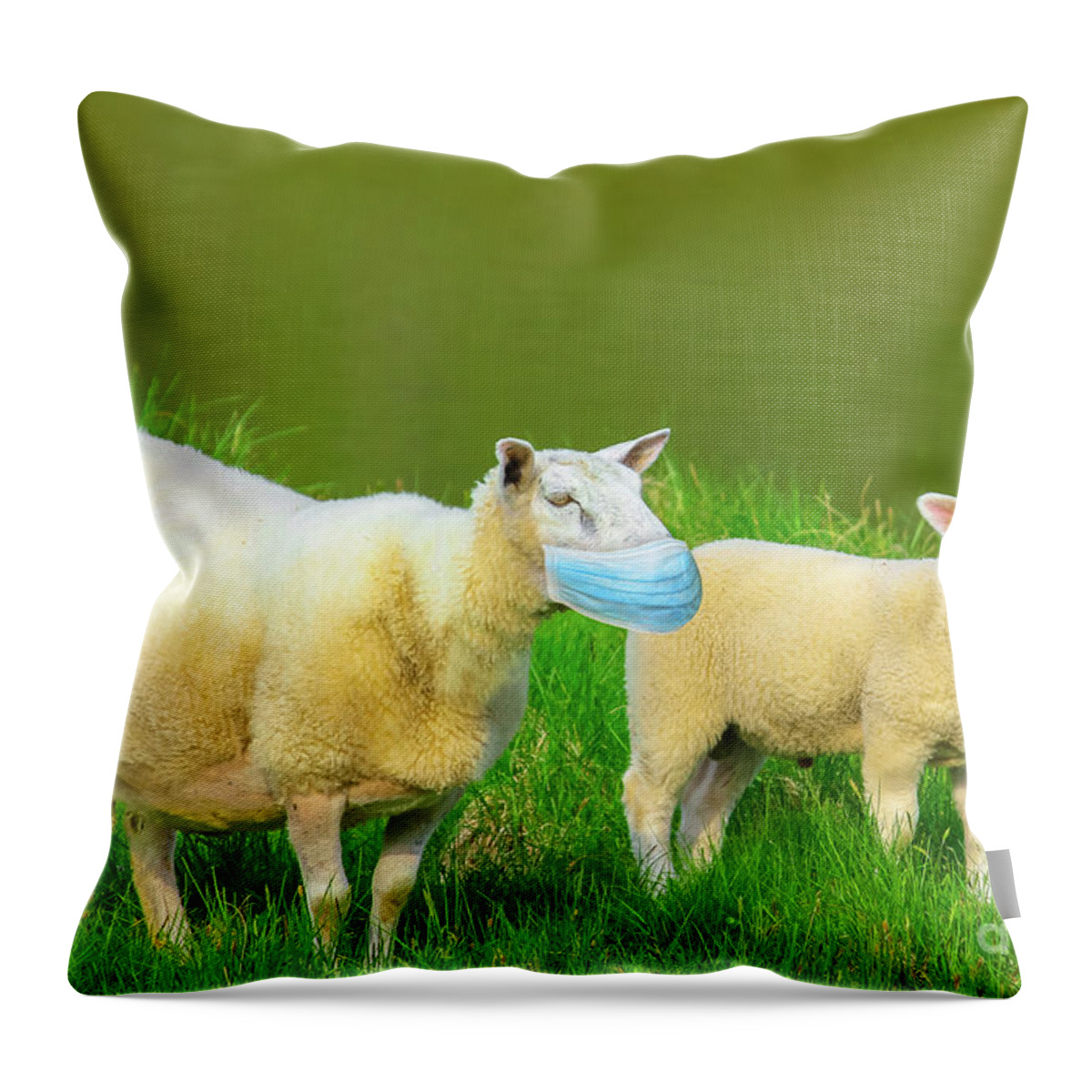 Sheeps Throw Pillow featuring the photograph Two sheeps with face mask by Benny Marty