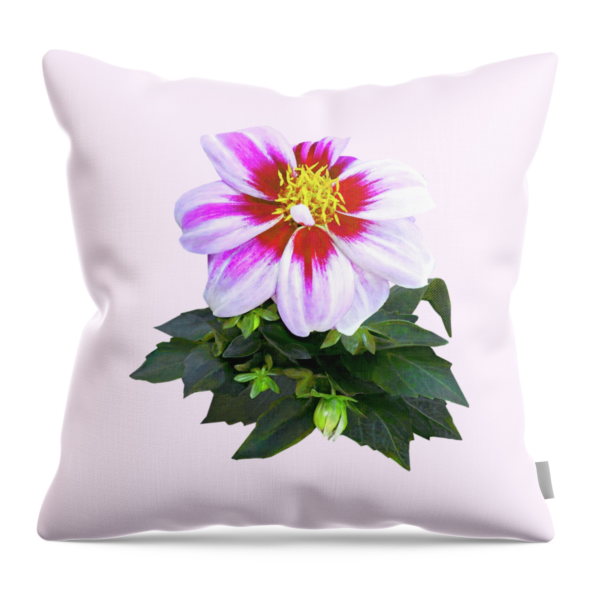 Dahlia Throw Pillow featuring the photograph Two-Toned Pink Dahlia by Susan Savad