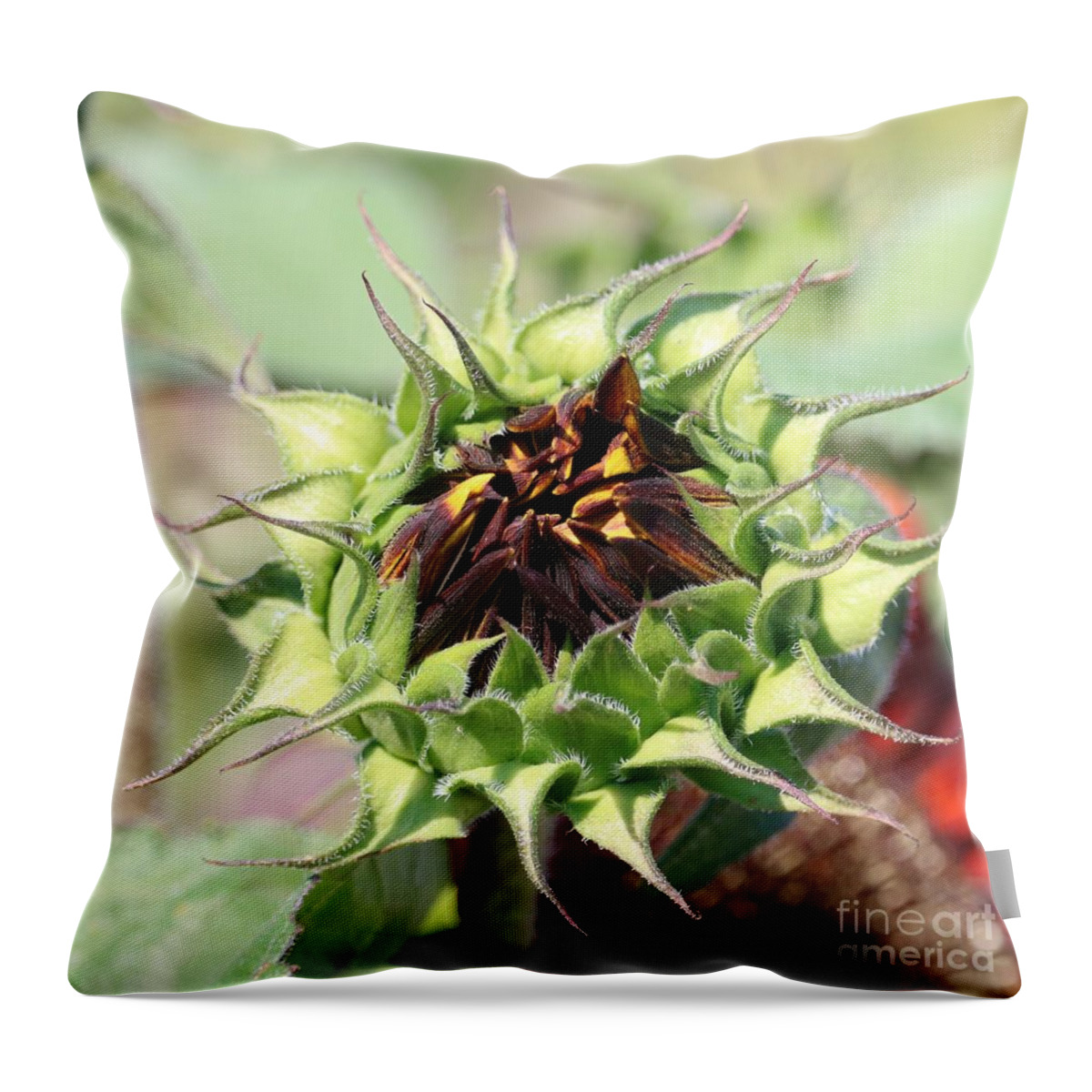 Sunflower Throw Pillow featuring the photograph Unfolding Orange Sunflower Square by Carol Groenen