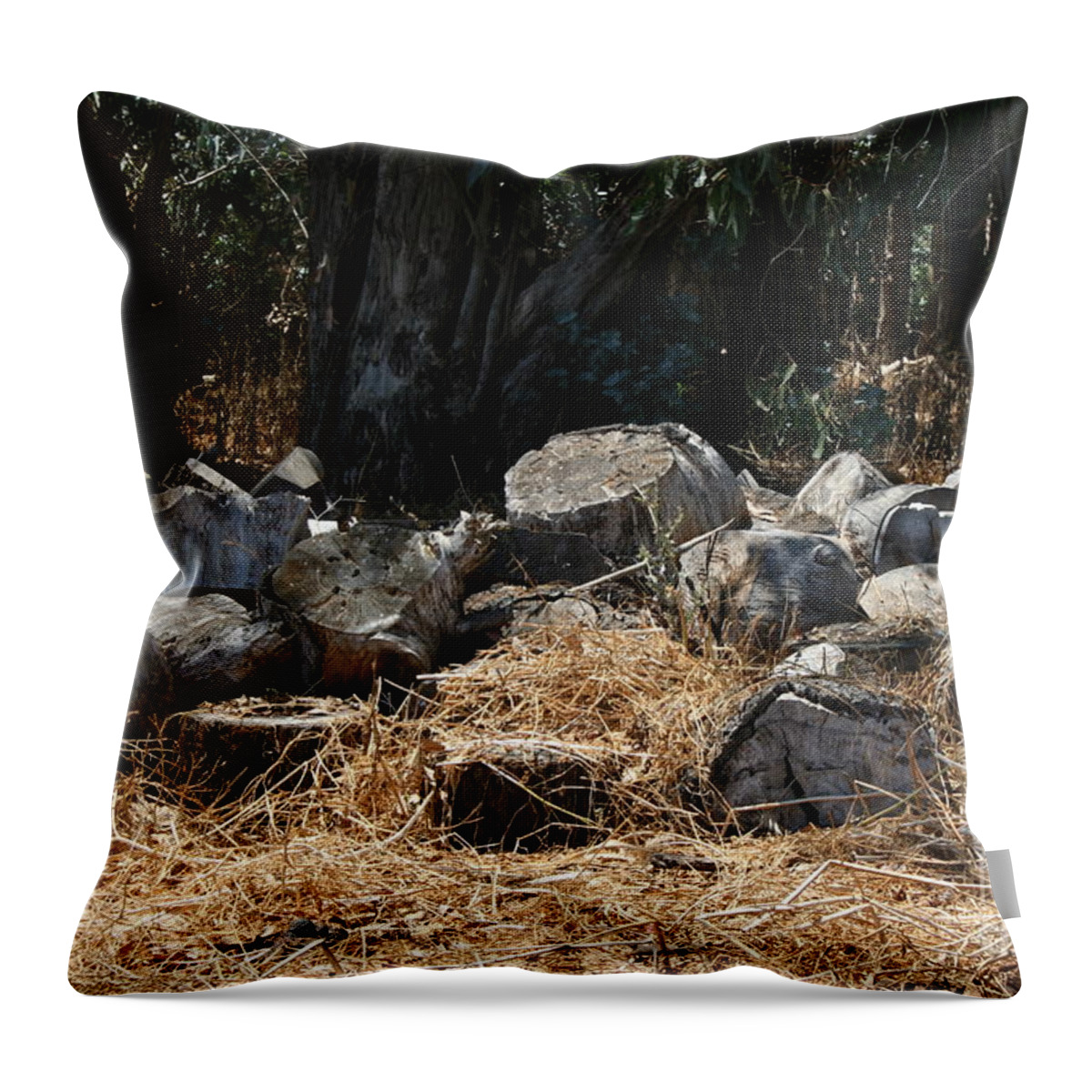  Throw Pillow featuring the photograph Untitled by Cynthia Marcopulos