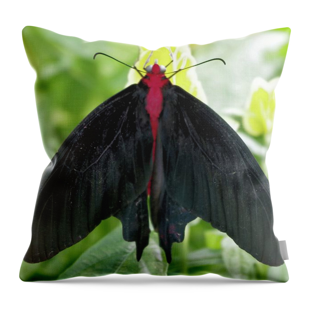 Vampire Throw Pillow featuring the photograph Vampire Butterfly by Pour Your heART Out Artworks