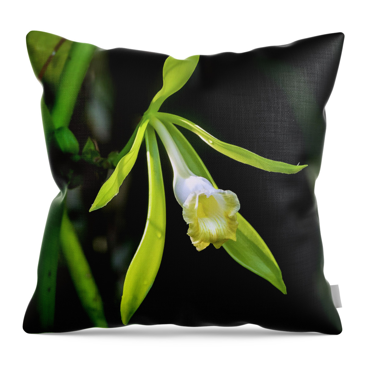 Fakahatchee Strand State Preserve Throw Pillow featuring the photograph Vanilla Orchid Flower by Rudy Wilms