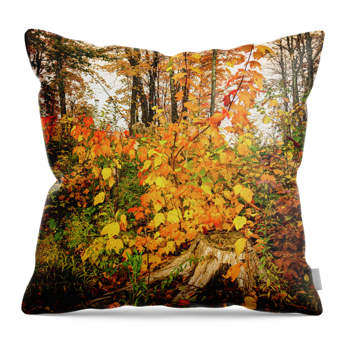 Fall Throw Pillow featuring the photograph Vermont Autumn Forest Renewal by Ron Long Ltd Photography