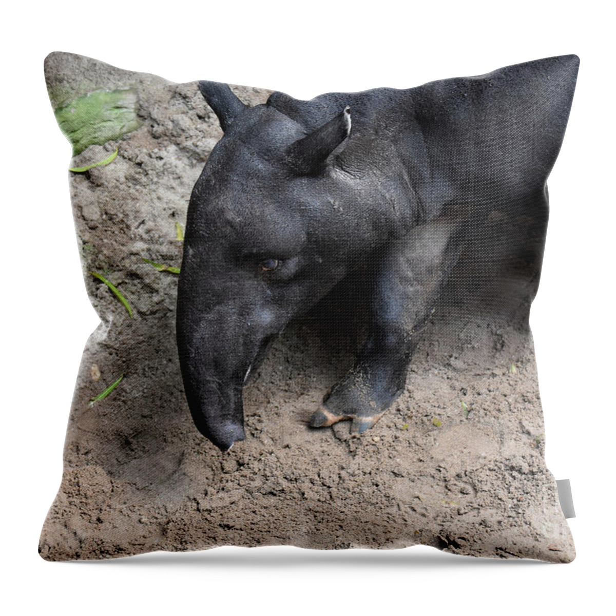 Tapir Throw Pillow featuring the photograph Vibrant wild bairds tapir walking around by DejaVu Designs