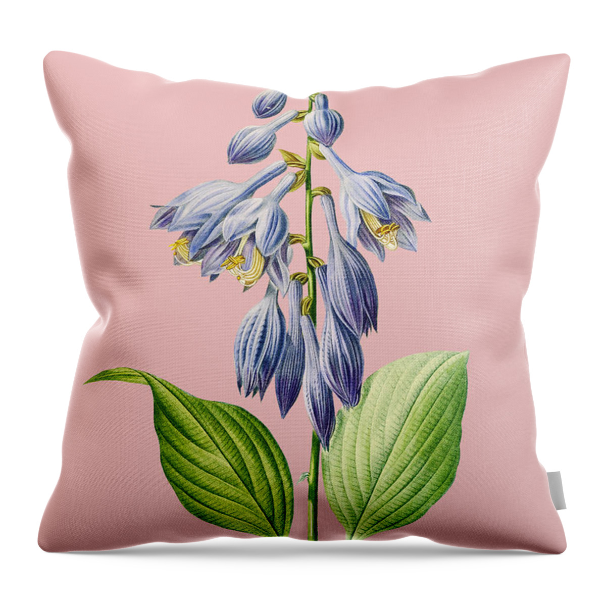 Holyrockarts Throw Pillow featuring the mixed media Vintage Blue Daylily Botanical Illustration on Pink by Holy Rock Design