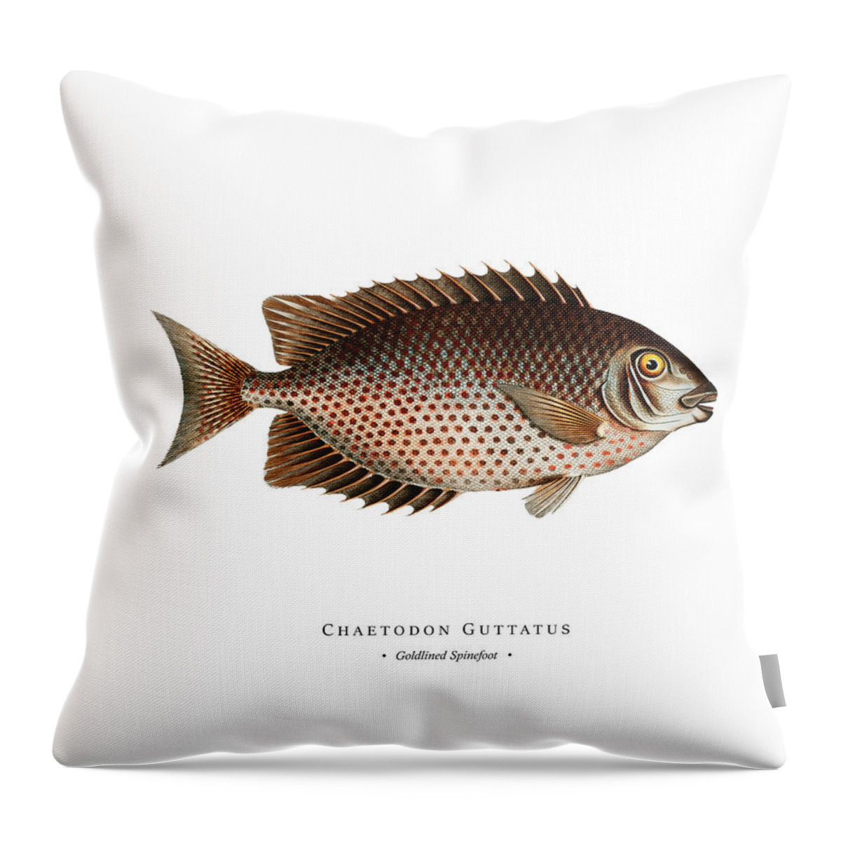 Illustration Throw Pillow featuring the digital art Vintage Fish Illustration - Goldlined Spinefoot by Marcus E Bloch