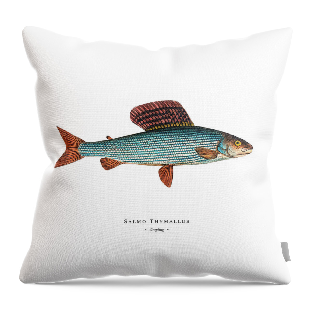 Illustration Throw Pillow featuring the digital art Vintage Fish Illustration - Grayling by Marcus E Bloch