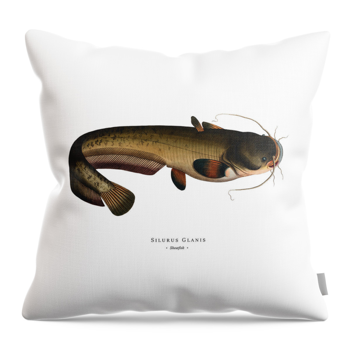 Illustration Throw Pillow featuring the digital art Vintage Fish Illustration - Sheatfish by Marcus E Bloch
