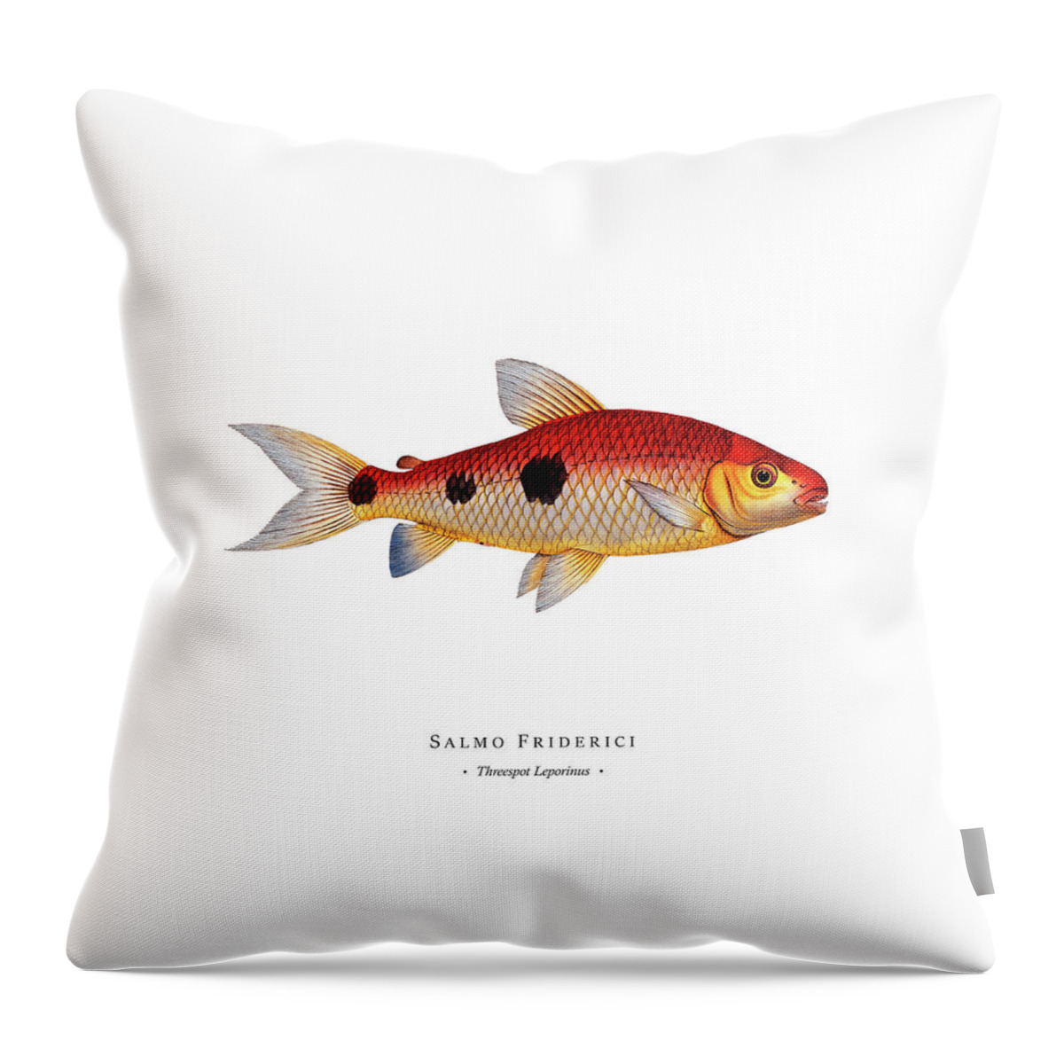 Illustration Throw Pillow featuring the digital art Vintage Fish Illustration - Threespot Leporinus by Studio Grafiikka