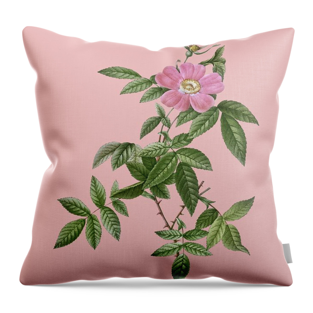 Holyrockarts Throw Pillow featuring the mixed media Vintage Pink Boursault Rose Botanical Illustration on Pink by Holy Rock Design