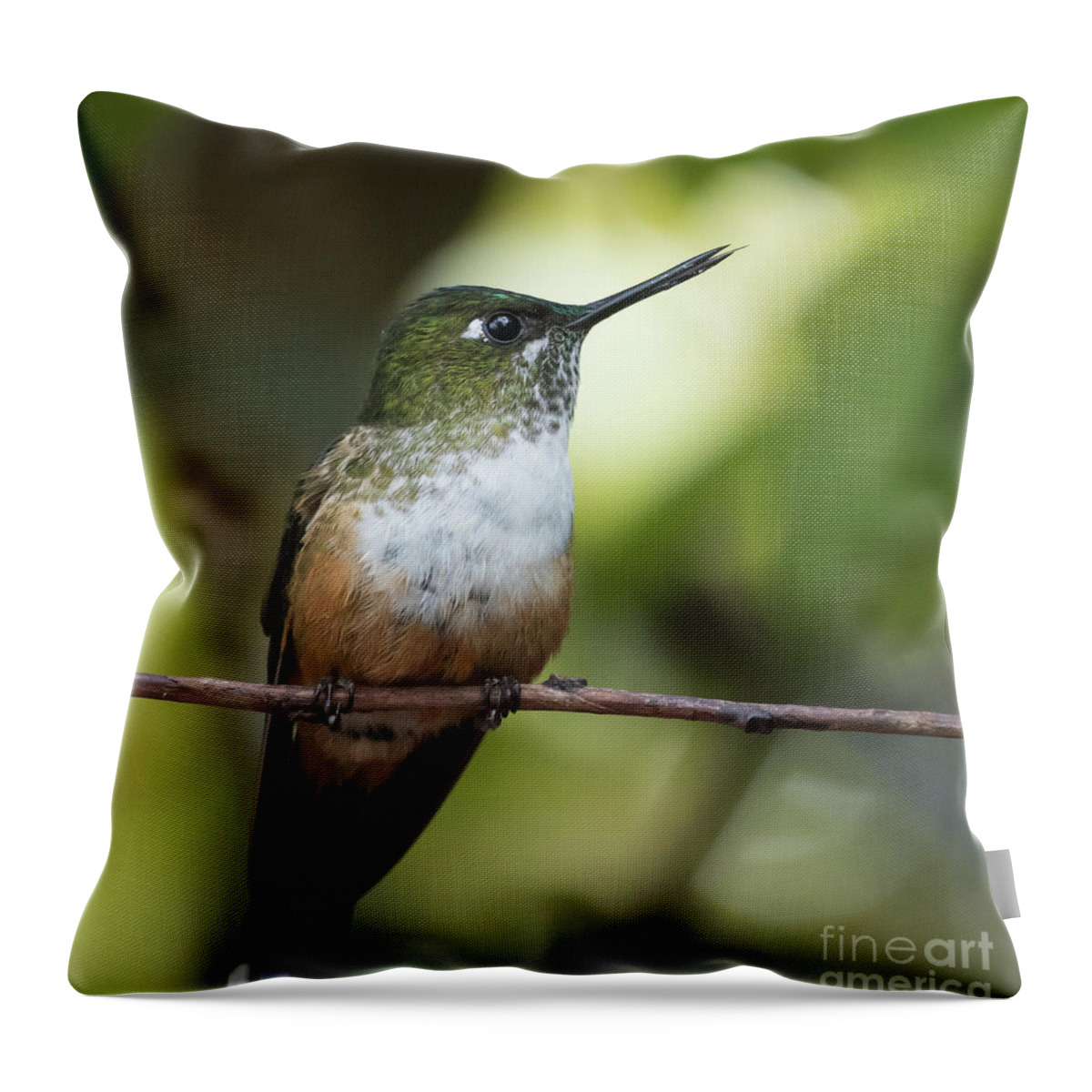 Violet-tailed Sylph Throw Pillow featuring the photograph Violet-Tailed Sylph Female by Eva Lechner