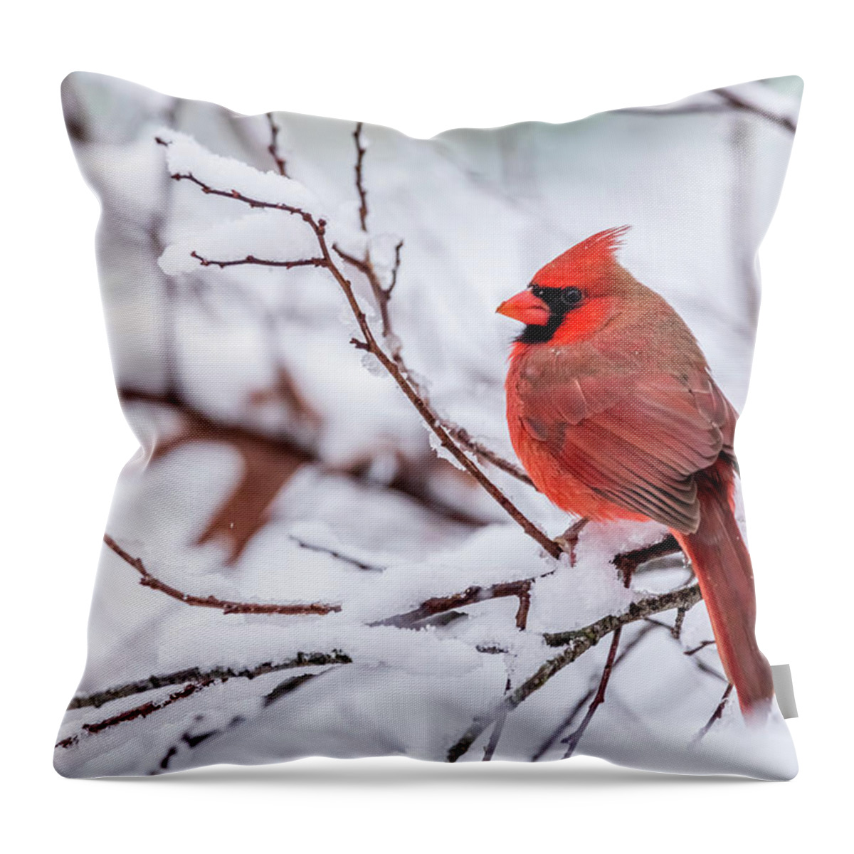 Cardinalis Cardinalis Throw Pillow featuring the photograph Virginia Cardinal on a Snowy Day by Rachel Morrison