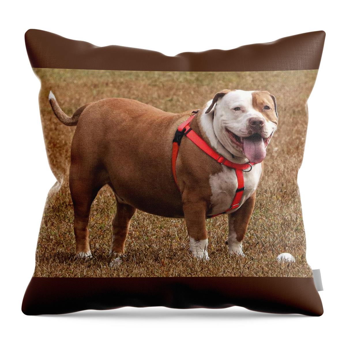 Dog Throw Pillow featuring the photograph Waiting by John Linnemeyer