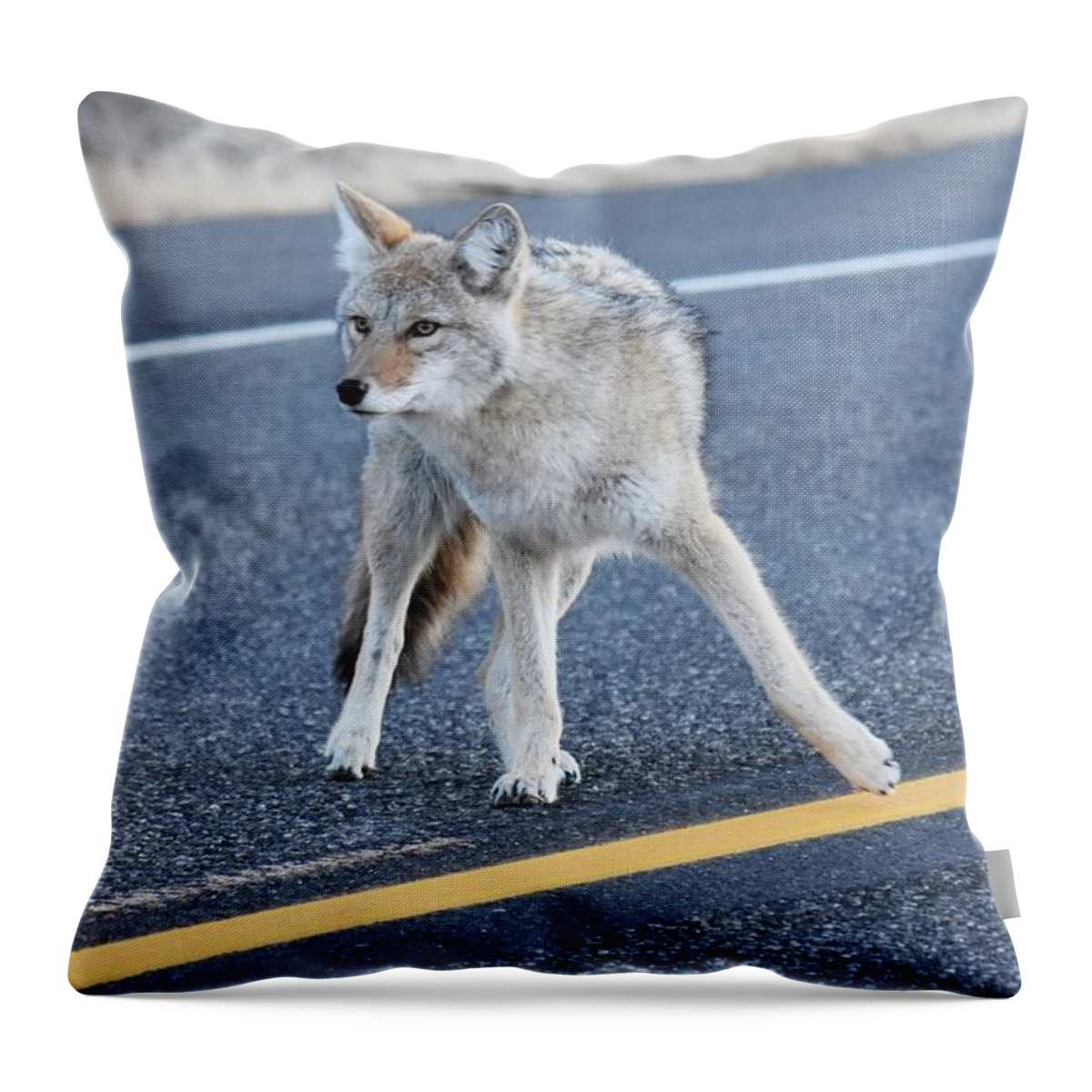 Wildlife Throw Pillow featuring the photograph Center Line Dance by Alden White Ballard