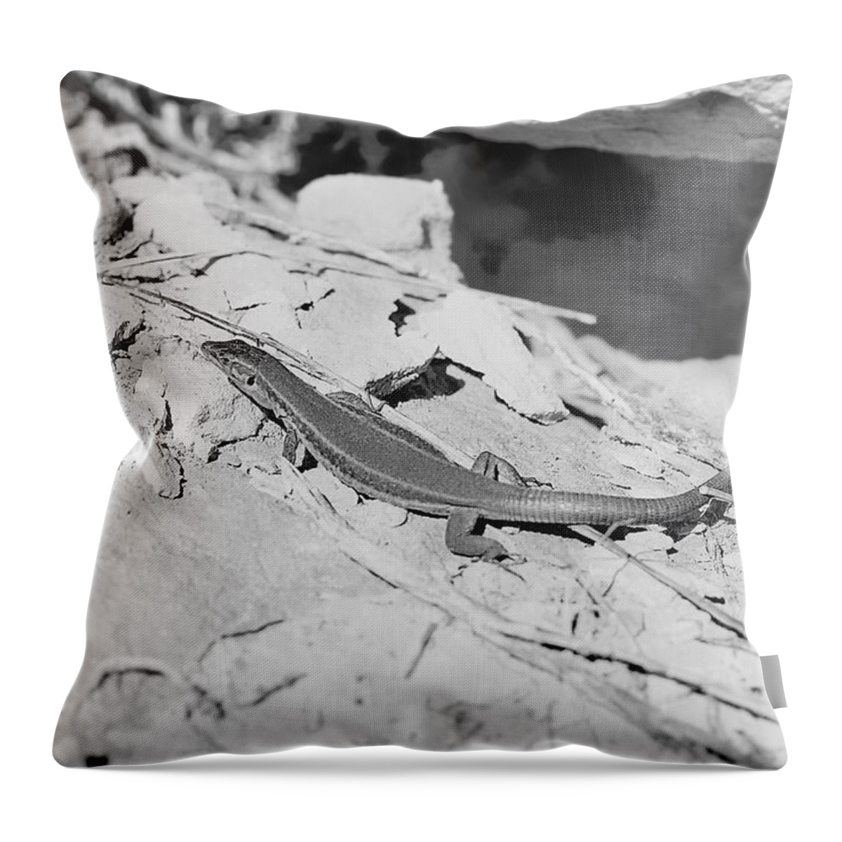 Maltese Wall Lizard Throw Pillow featuring the photograph Wall Lizard - Black And White by Jacob Von Sternberg