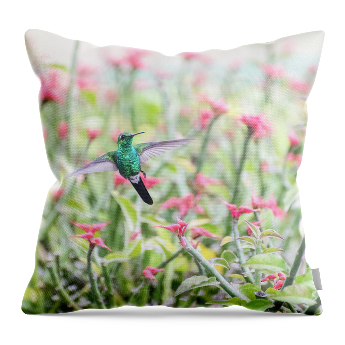 Hummingbird Throw Pillow featuring the photograph Warm Welcome by Alex Lapidus