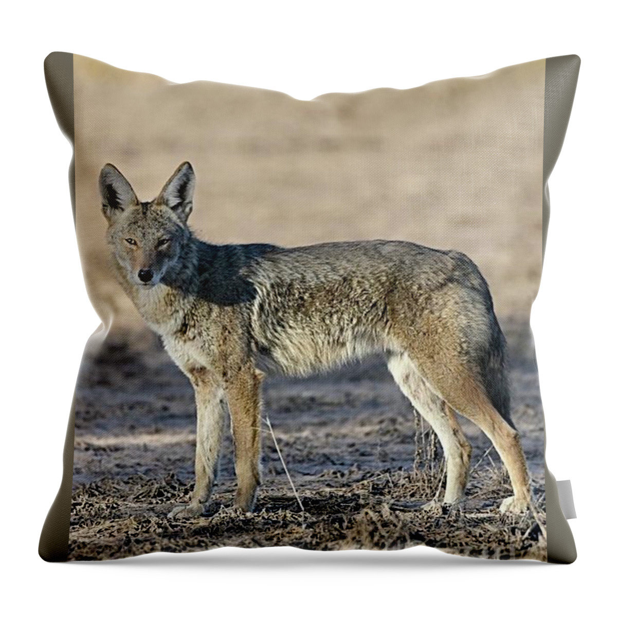 Coyote Throw Pillow featuring the digital art Watchful Eye by Tammy Keyes