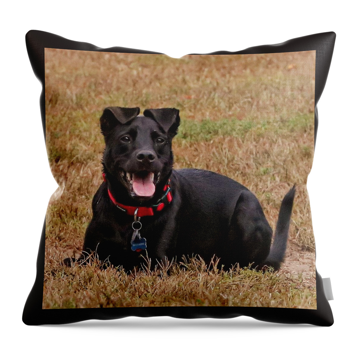 Dog Throw Pillow featuring the photograph Watchful by John Linnemeyer