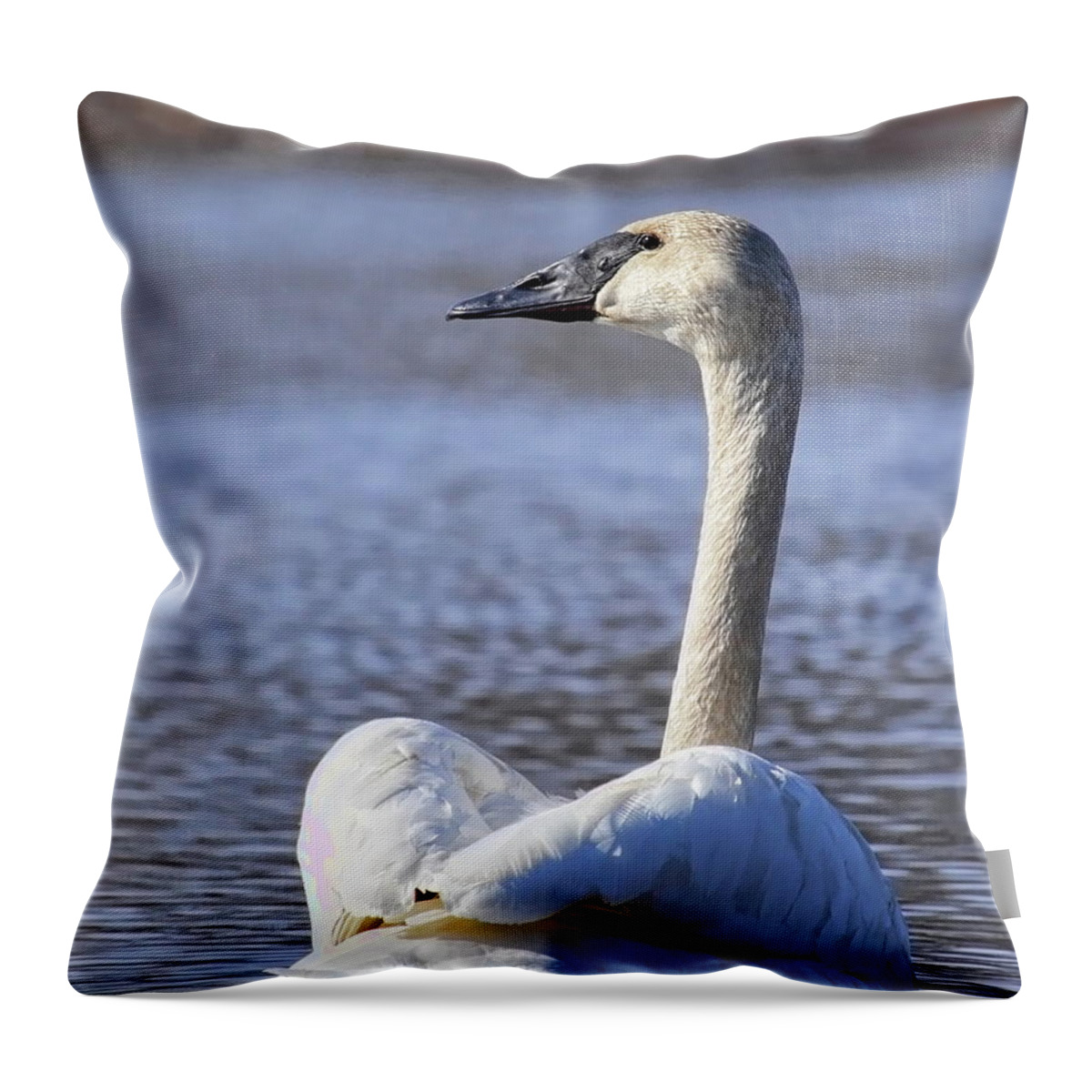 Waterfowl Throw Pillow featuring the photograph Watchful Trumpeter Swan by Dale Kauzlaric
