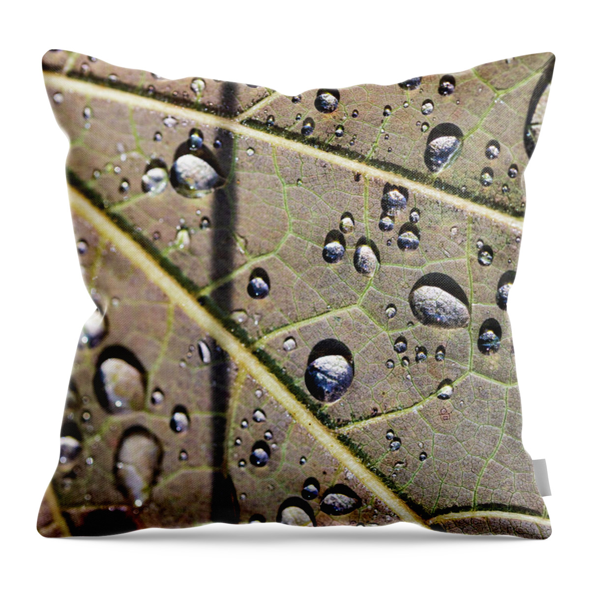 Rain Throw Pillow featuring the photograph Water Drips on a Leaf by Amelia Pearn