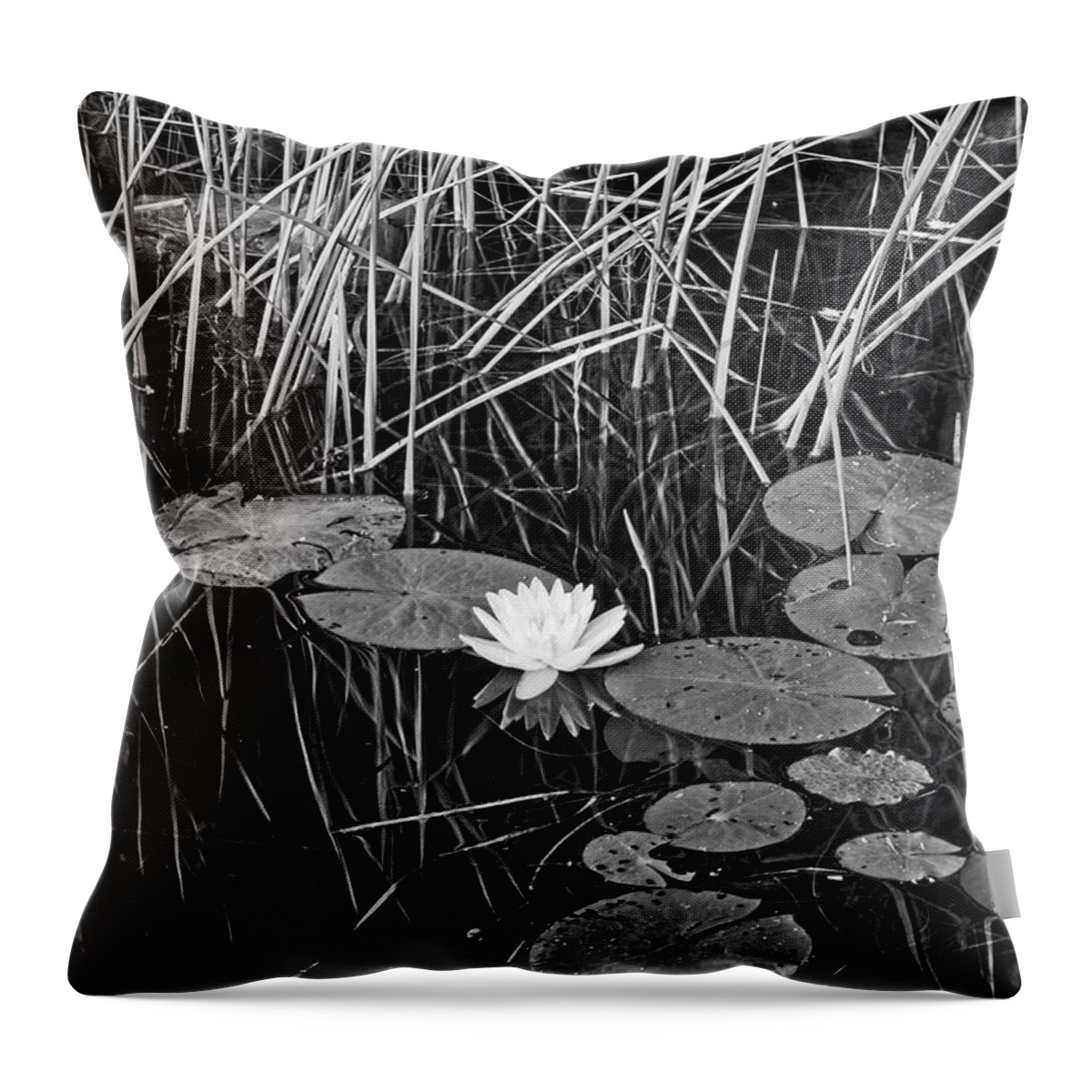 Lily Throw Pillow featuring the photograph Water Lily 4 BW, Lake Pennesseewassee, Maine by Steven Ralser