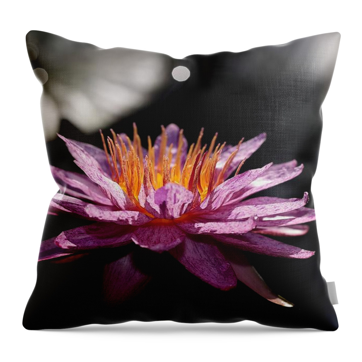 Water Lily Throw Pillow featuring the photograph Water Lily in the Spotlight by Mingming Jiang