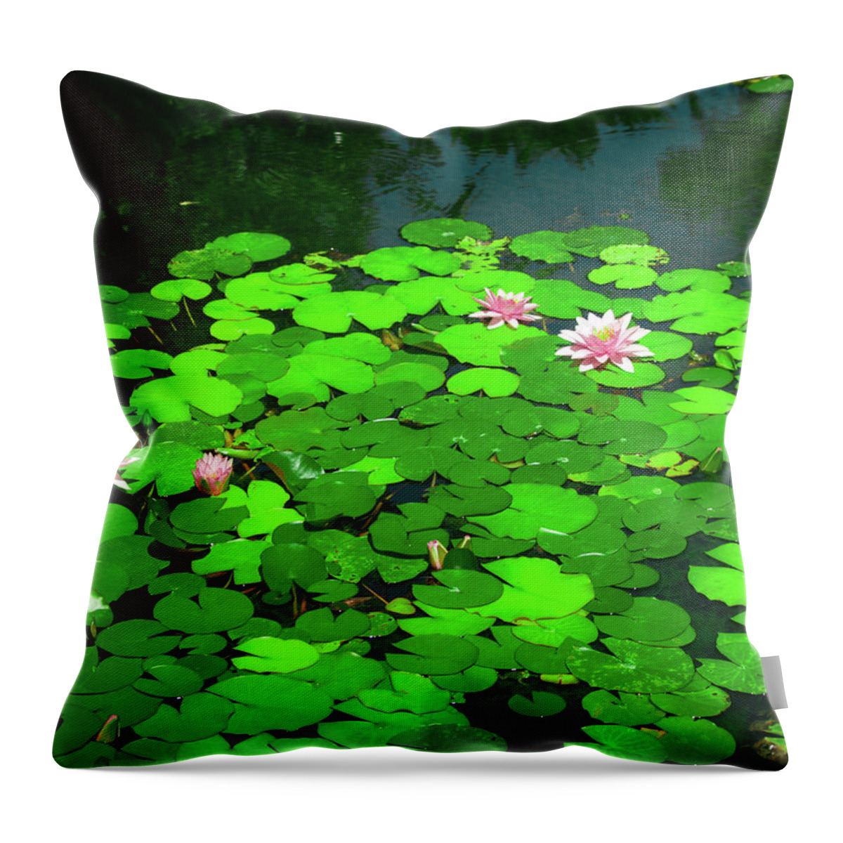 Water Flower Pond Nature Lotus Lily Plant Lake Leaf Waterlily Bloom Beauty Garden Summer Pink Reflection Flowers Leaves Flora Lilly Aquatic Spring Blossom Beautiful White Throw Pillow featuring the photograph Water Lily pond by Grey Coopre
