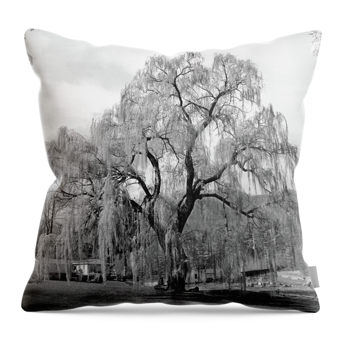 Willow Tree Throw Pillow featuring the photograph Weeping Willow by Mike McGlothlen