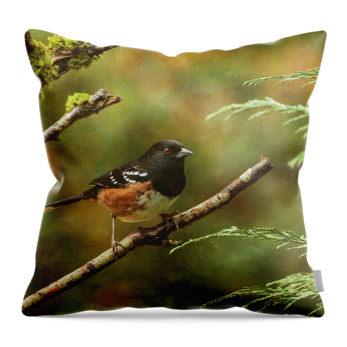 Bird Throw Pillow featuring the photograph Western Spotted Towhee by Angie Vogel