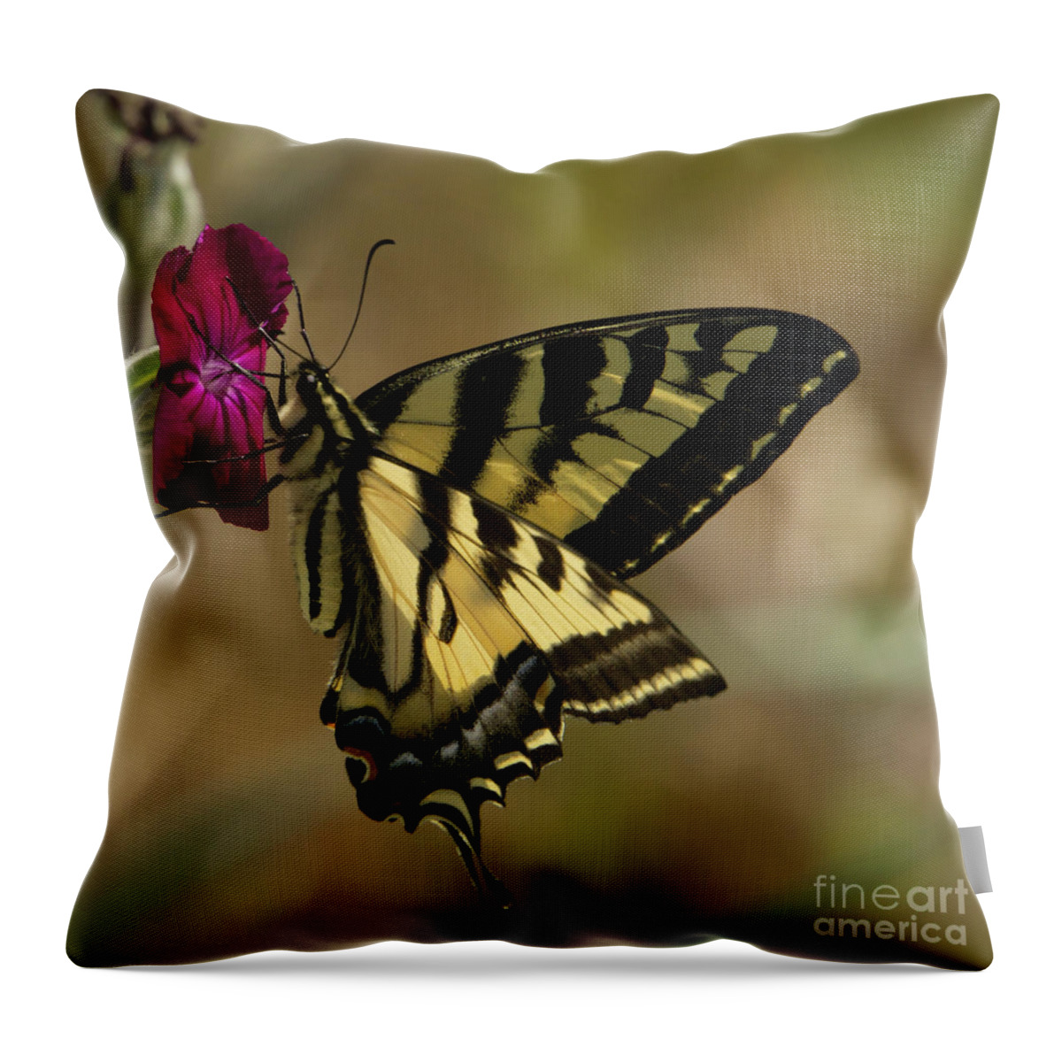 Western Tiger Swallowtail Throw Pillow featuring the photograph Western Tiger Swallowtail Butterfly Clings to Wildflower by Nancy Gleason