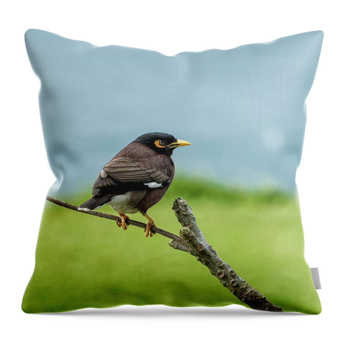 Common Myna Throw Pillow featuring the photograph What's Common About a Common Myna by Belinda Greb