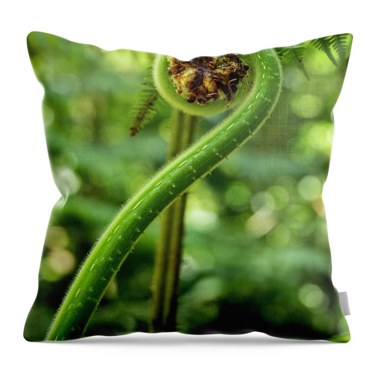 Spring Throw Pillow featuring the photograph What's New Fiddlehead by Leslie Struxness