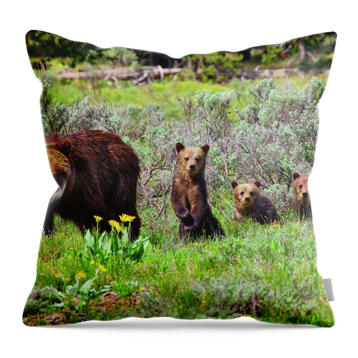Grizzly 399 Throw Pillow featuring the photograph Where Are We Going Mom? by Greg Norrell