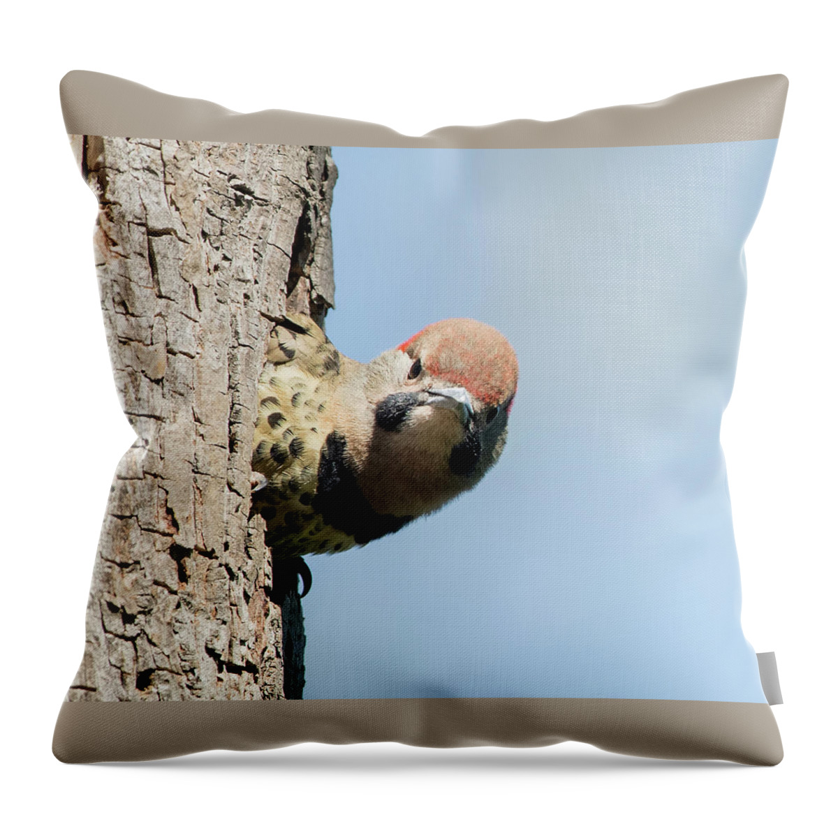 Woodpecker Throw Pillow featuring the photograph Where Is Mom by CR Courson