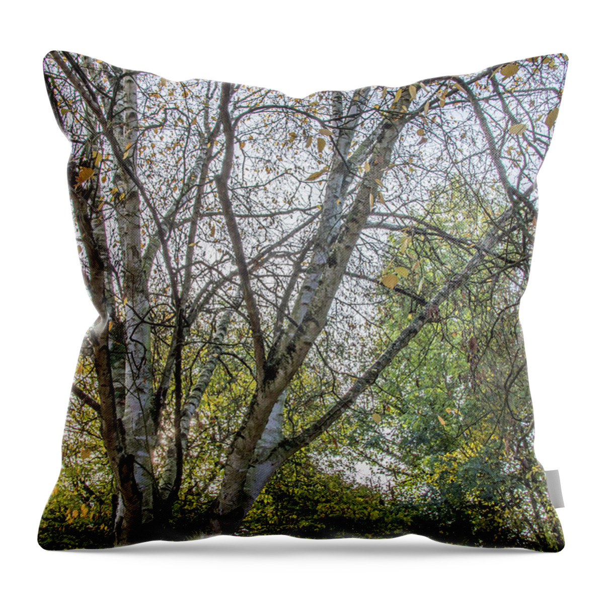 Whetstone Stray Throw Pillow featuring the photograph Whetstone Stray Trees Fall 5 by Edmund Peston