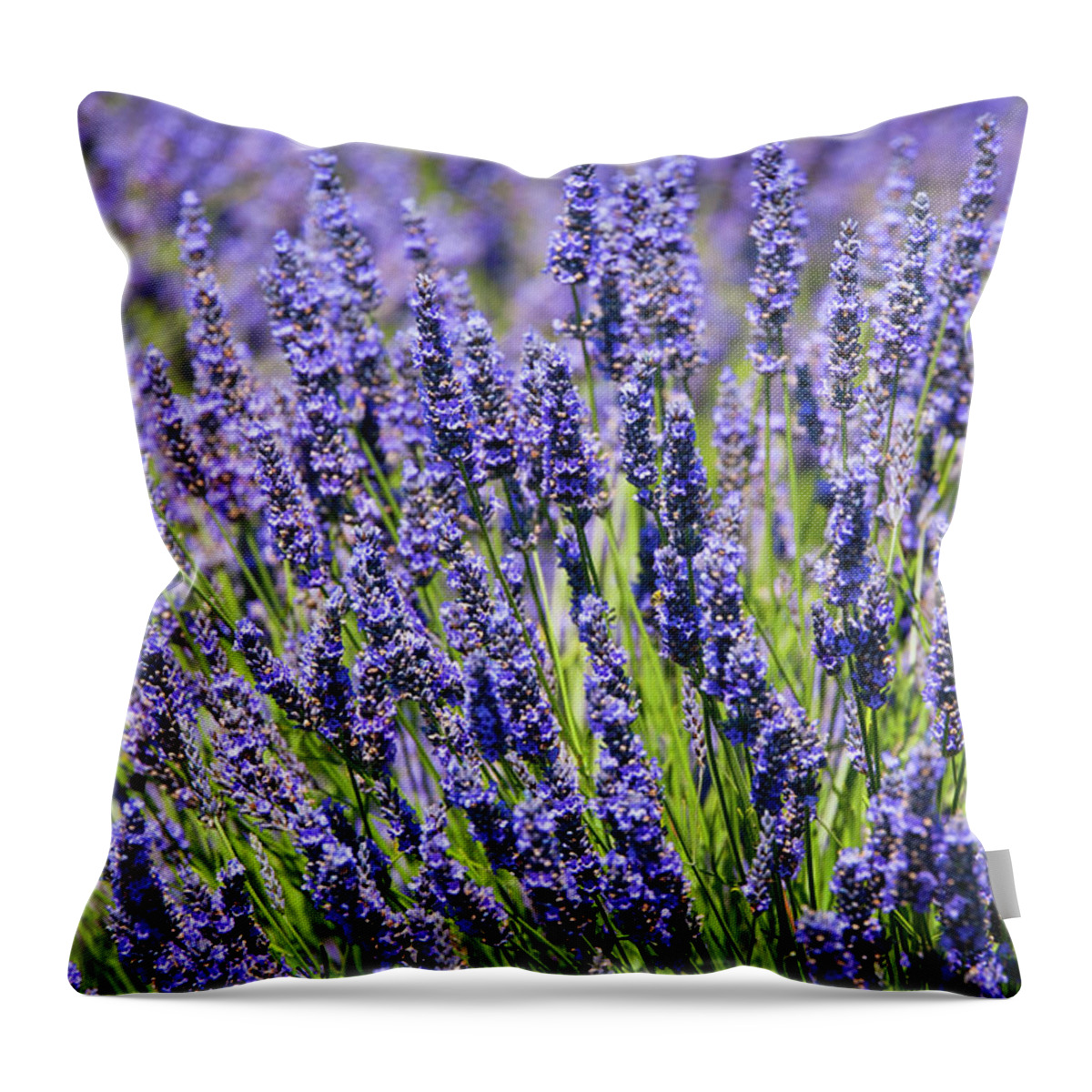 Washington Throw Pillow featuring the photograph Whidbey Lavender Close-up by Tara Krauss