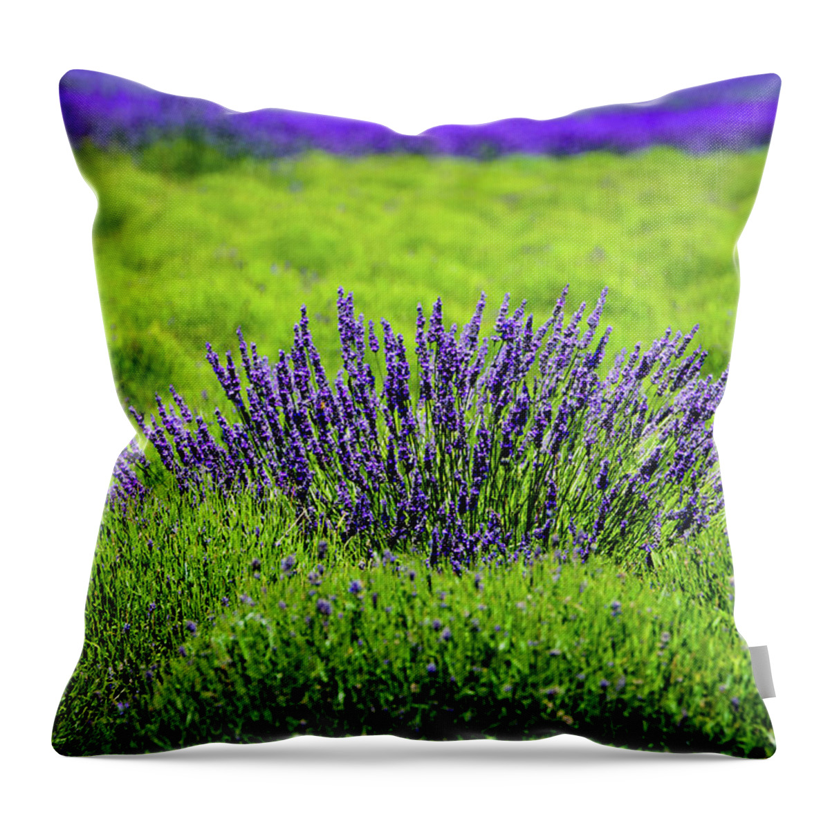 Washington Throw Pillow featuring the photograph Whidbey Lavender Contrast by Tara Krauss