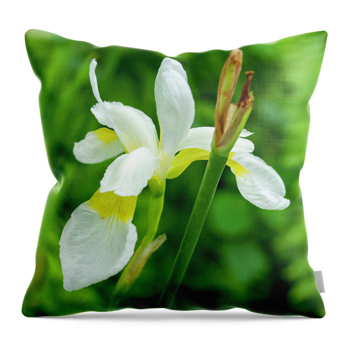 Iris Throw Pillow featuring the photograph White and Yellow Iris Flower by Lisa Blake