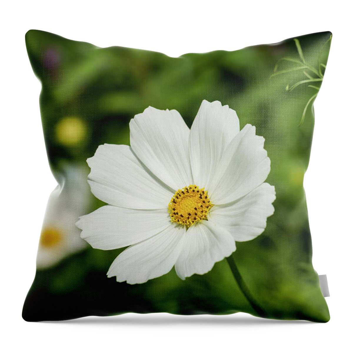 Cosmos Flower Throw Pillow featuring the photograph White Cosmos Bipinnatus by Tanya C Smith
