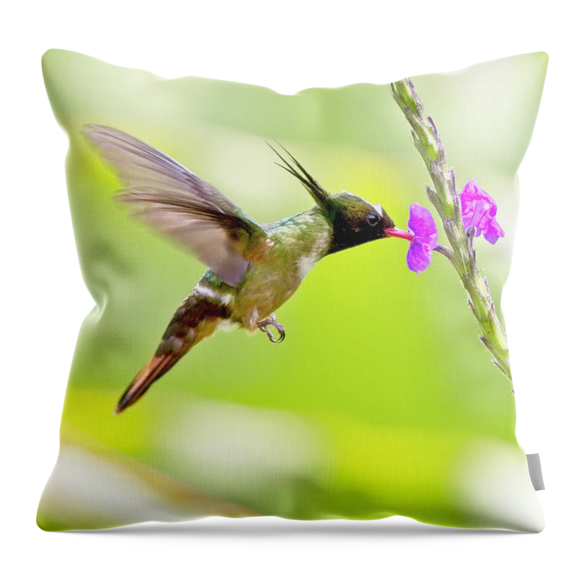 Rare Throw Pillow featuring the photograph White-crested Coquette Lophornis adorabilis sipping nectar by Tony Mills