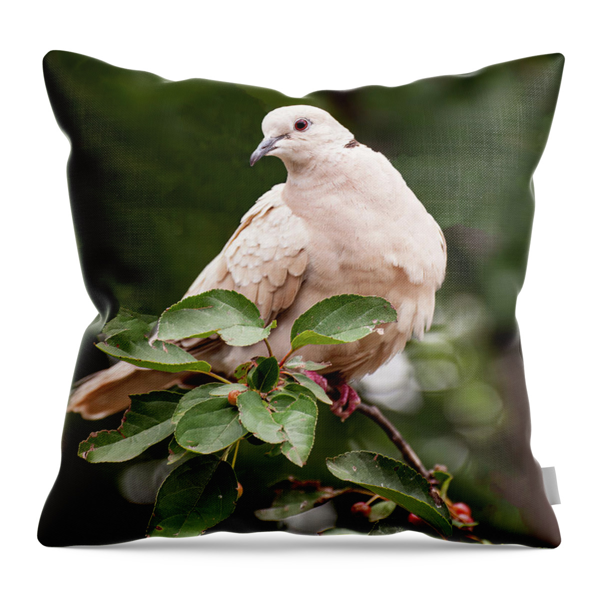 White Dove Throw Pillow featuring the photograph White Dove On A Bush by Flees Photos