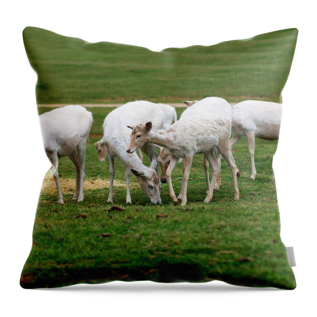 Fallow Deer Throw Pillow featuring the photograph White Fallow Deer Fawn Group by Flees Photos